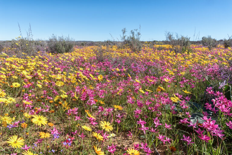 15 Wildflowers You Might Spot On An Early March Walk