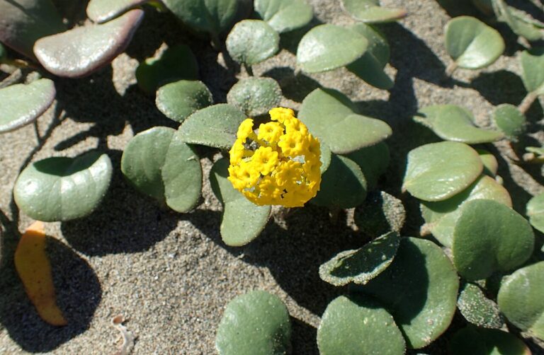 10 Rare Coastal Plants That Flower in Spring and Cling to the Dunes