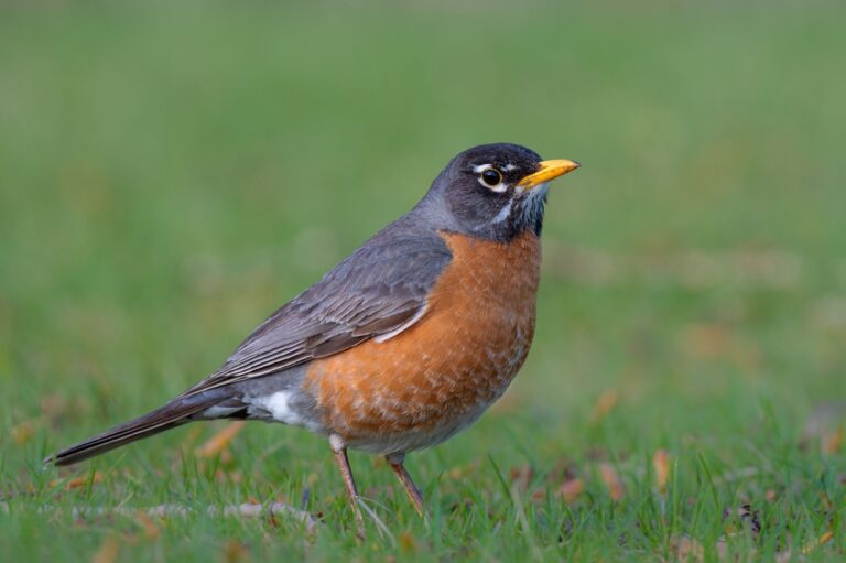 15 Early Spring Migrating Birds That Feel Like a Big Deal to Spot