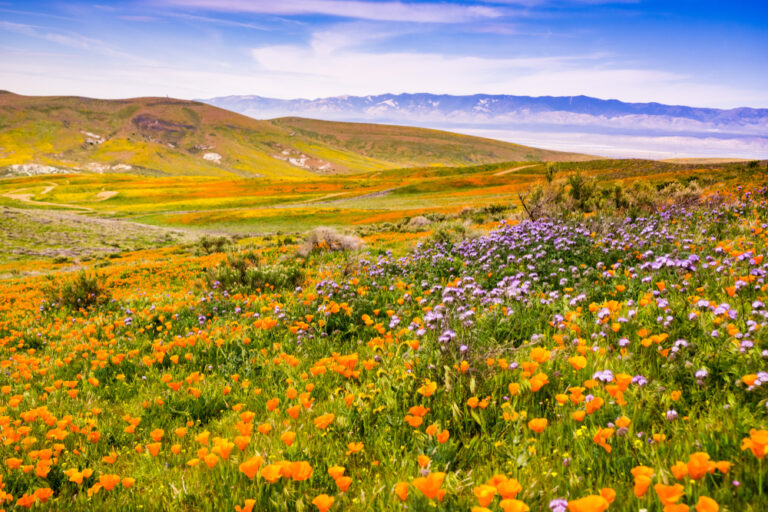 10 March Road Trips With Wildflower Stops and Short Walks