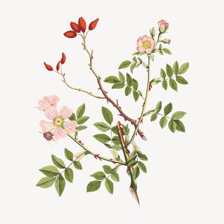 11 Antique Botanical Prints and Nature Art for Vintage Style Walls