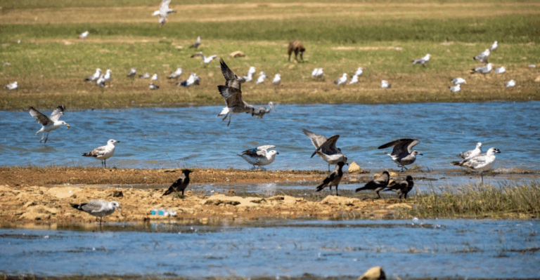 17 Best Places to See Wildlife Migrations and Birding Hotspots in March