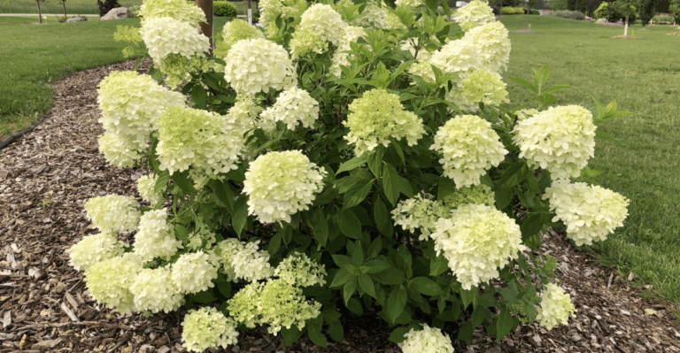 13 Compact Spring Shrubs That Fit Small Yards