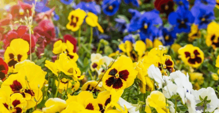17 Cool Weather Annuals That Look Good Before Summer Heat