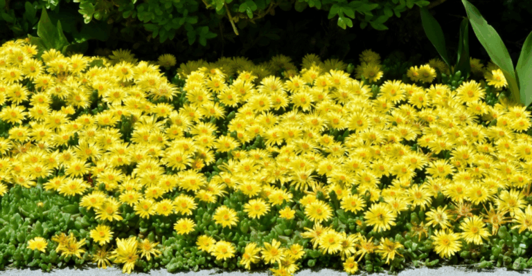 20 Early Blooming Perennials That Start Spring Off Strong