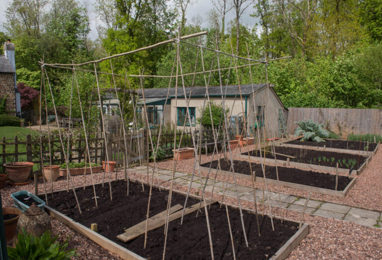 11 Easy Trellis Ideas To Build Before Vines Take Off