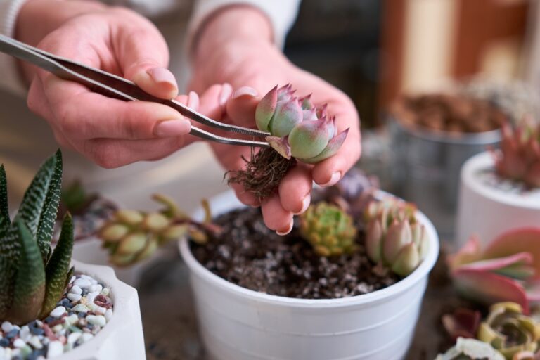 12 Succulents and Cacti Perfect for Spring Container Gardens