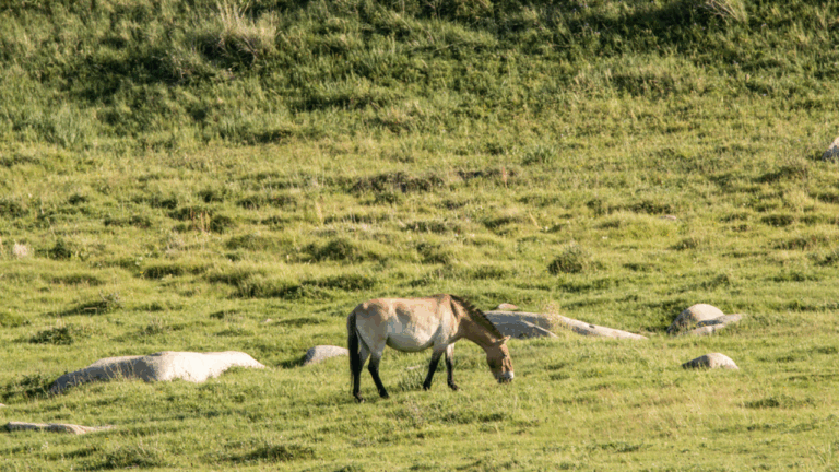 15 Places Where Reintroductions Worked and Wildlife Now Thrives