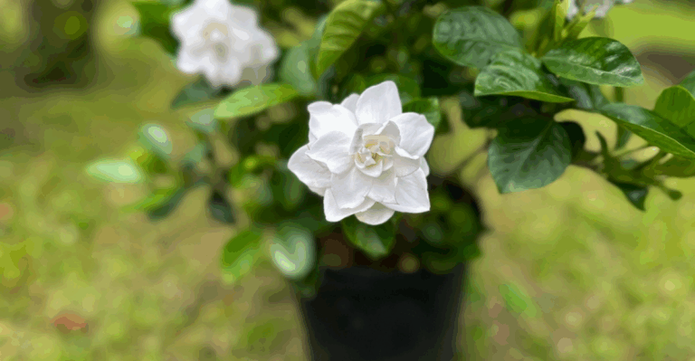 15 Fragrant Spring Flowers That Make the Yard Smell Amazing