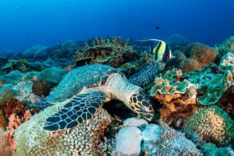 8 Endangered Sea Turtles Making a Return on Protected Beaches