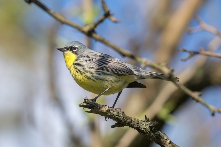 14 Rare Songbirds You Might Hear First in Spring Before You See Them