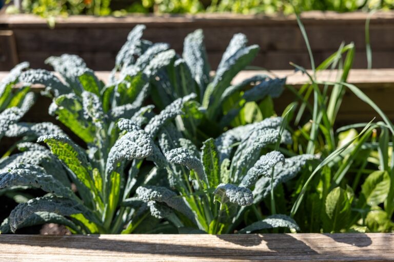 10 Vegetable Varieties That Handle Cool Nights In Early March