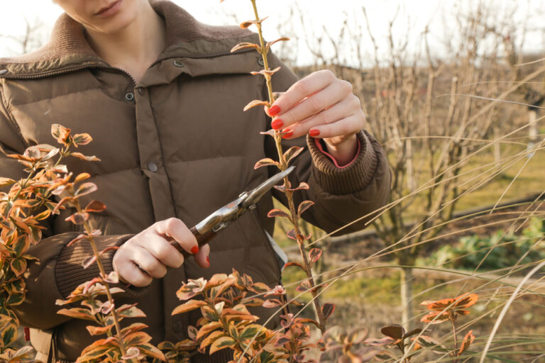11 Late-Winter Pruning Jobs That Pay Off in Spring