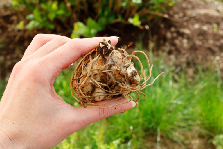 11 Bulbs to Plant Now for Stunning Late Spring Blooms