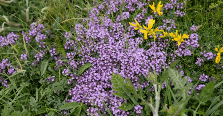 18 Low Growing Spring Plants That Work as Ground Cover