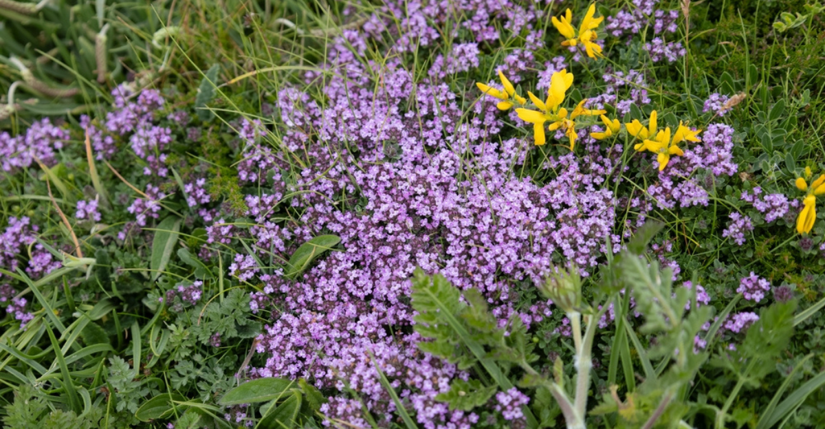 18 Low Growing Spring Plants That Work as Ground Cover