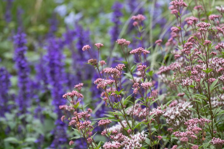 15 Native Plants That Set Up A Low Stress Spring Garden