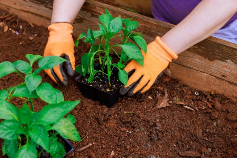 13 Heat-Tolerant Plants for Late March Planting in the South