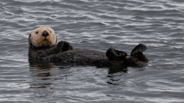 15 Predators That Returned and Balanced Local Wildlife Again