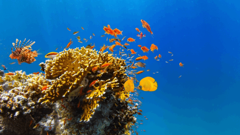 12 Coral Reefs Showing Signs of Recovery in Certain Areas