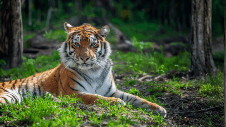 13 Big Cats That Rebounded in Protected Ranges