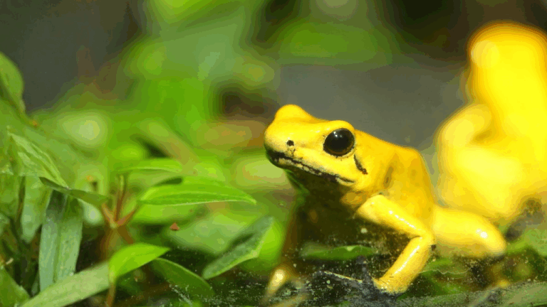 15 Endangered Frogs and Salamanders Making a Quiet Return