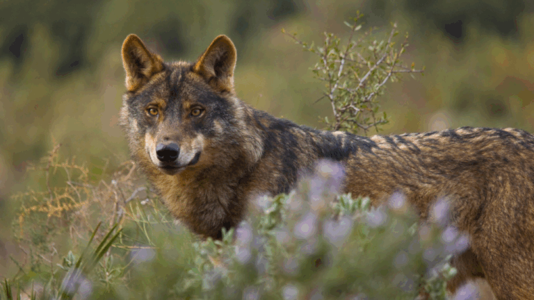 15 Wolves, Otters, and Beavers That Helped Restore Whole Landscapes