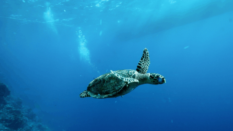 16 Sea Turtles and Other Coastal Wildlife You Might See More in Spring