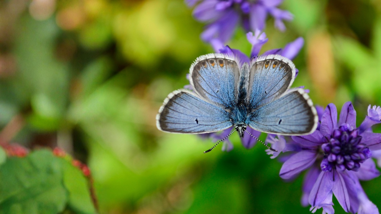 14 Rare Pollinators That Matter in Spring and the Flowers They Need
