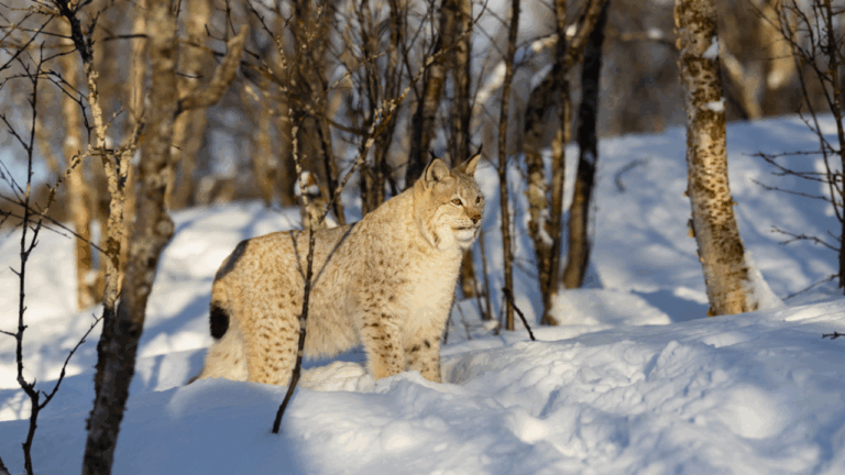 16 Spring Animal Tracks and Signs That Help You Spot Rare Wildlife