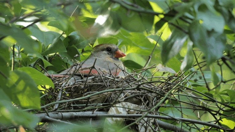 12 Spring Bird Nests You Might See and What Not to Do Near Them