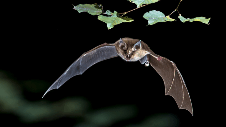 13 Nighttime Spring Creatures You Can Find With a Flashlight Walk