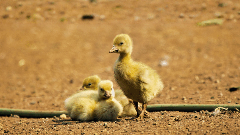 13 Baby Animals Out in Spring and the Best Way to Watch From Afar