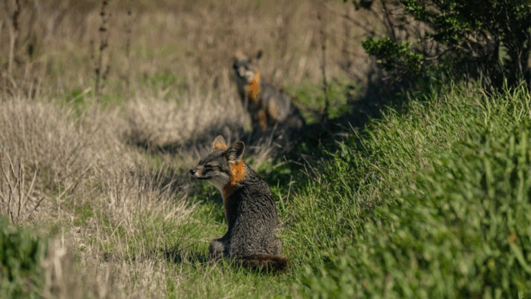 15 Island Species That Are Rare and Most Visible in Spring