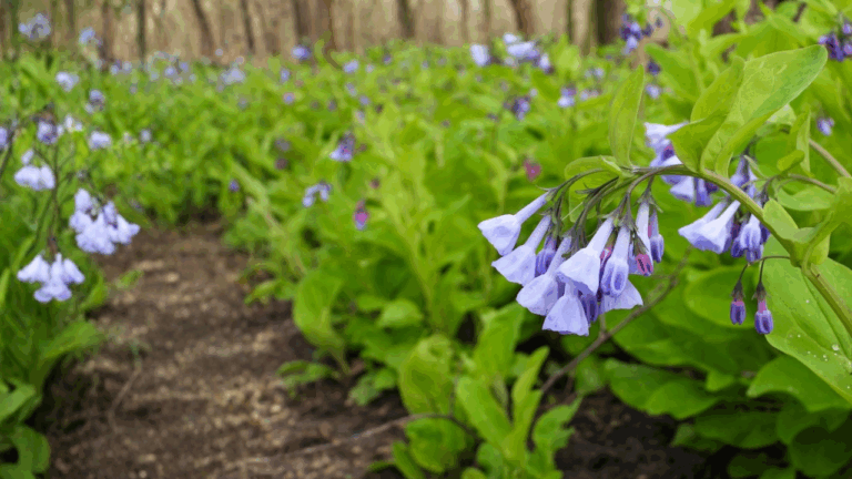 16 Spring Native Plants That Are Easy to Find at Nurseries