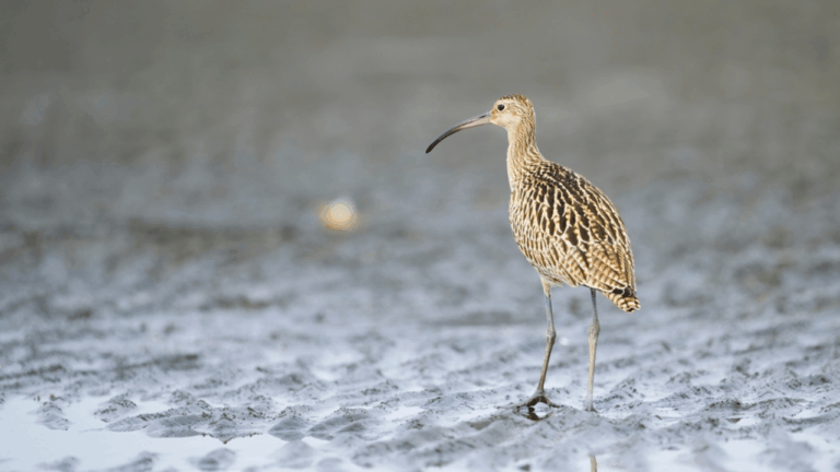 15 Spring Shorebirds With Tiny Populations and Where They Rest