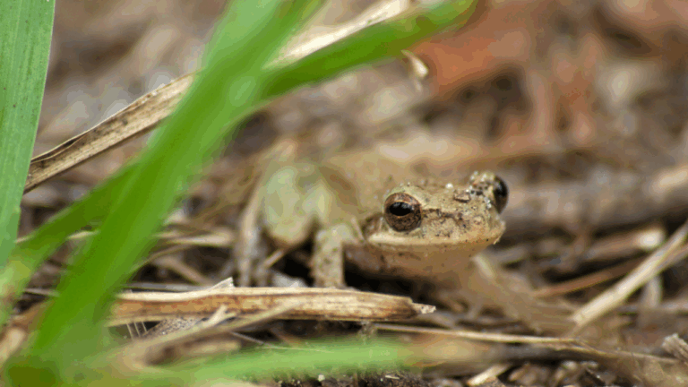 14 Unusual Amphibians That Breed in Spring Rain Pools