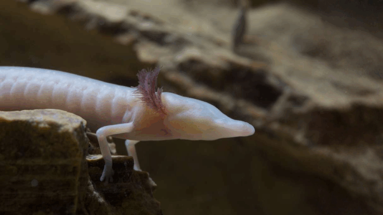 12 Rare Salamanders to Look For on Damp Spring Nights