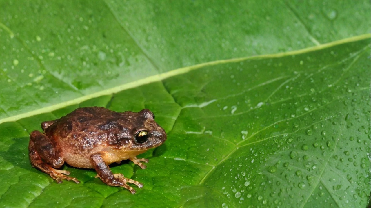 12 Spring Frogs With Limited Ranges That Only Live in One Region