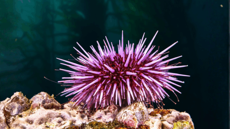 15 Tide Pool Animals to Look for in Spring at the Right Tide