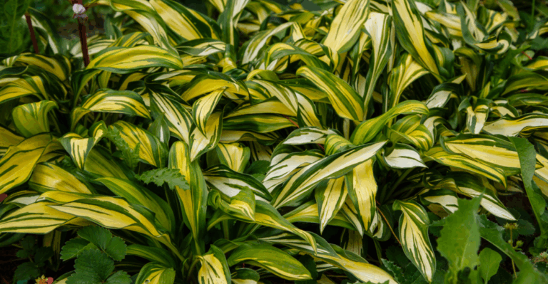 17 Shade Loving Spring Bloomers for Under Trees