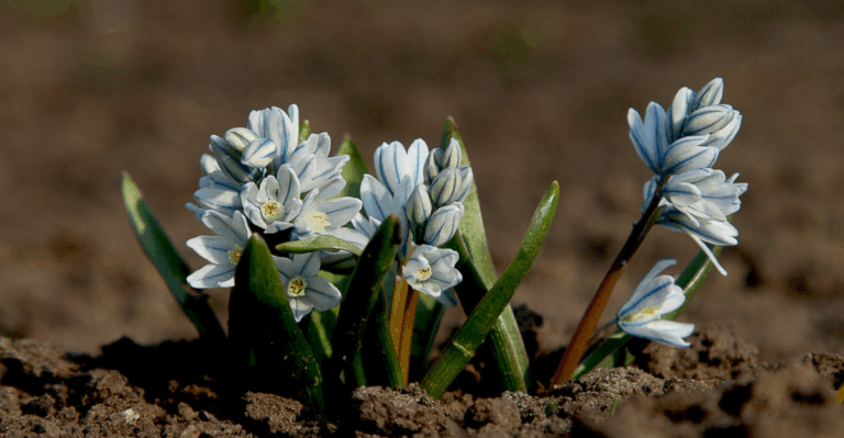 18 Spring Bulbs That Return Reliably Every Year