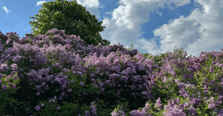 16 Spring Flowering Shrubs That Put on a Big Show