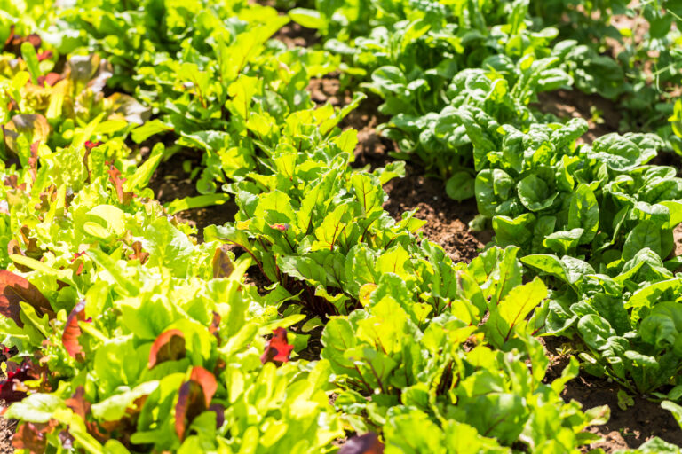 15 Spring Greens You Can Grow Before It Gets Hot