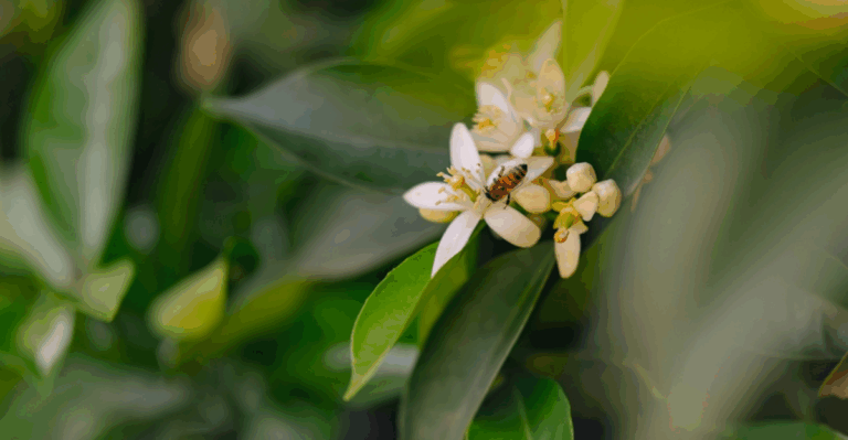 17 Spring Plants That Pollinators Find First