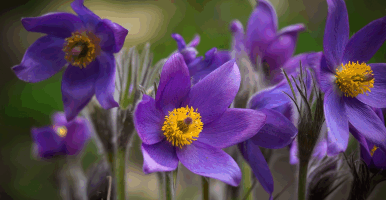 14 Spring Plants with Blue and Purple Blooms
