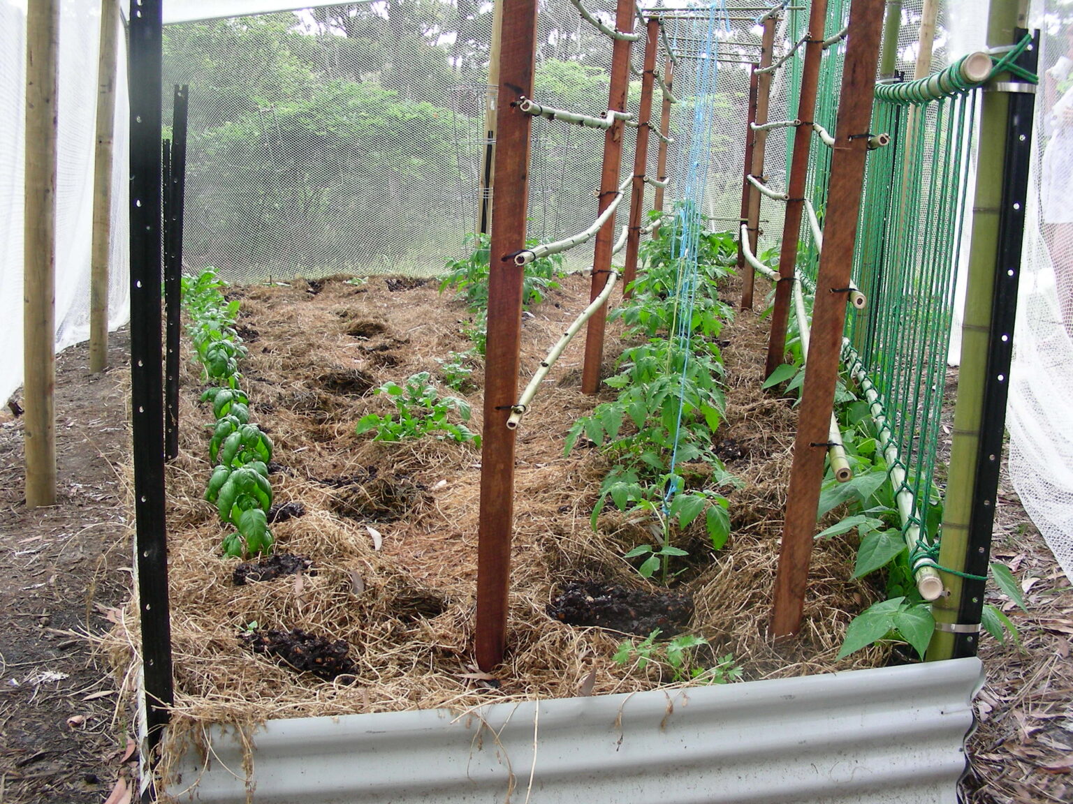 Build String Trellis 11 Easy Trellis Ideas To Build Before Vines Take Off
