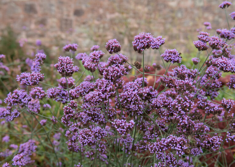 12 Water-Wise Plants for Sustainable Spring Gardening