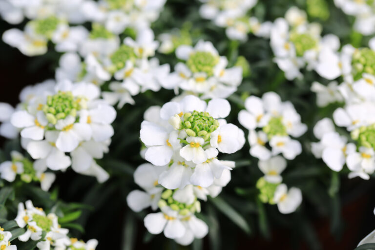 15 White Flowering Spring Plants That Look Clean and Bright