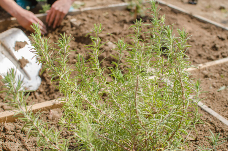 11 Cold-Hardy Herbs That Handle Late Winter Weather Well